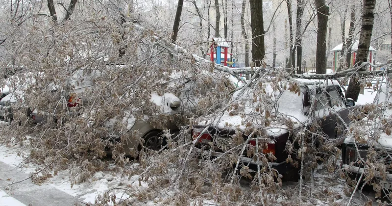 Шымкентте үстіне ағаш құлап кеткен бала көз жұмды