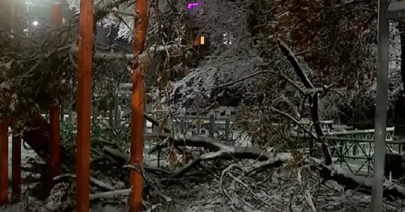 Гибель ребёнка из за упавшего дерева: очевидцы рассказали подробности