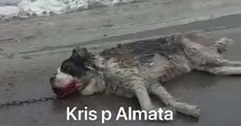 Вся в крови и на цепи: привязанную к машине собаку протащили по дороге в Алматы