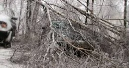 Шымкентте үстіне ағаш құлаған 4 сынып оқушы қаза тапты