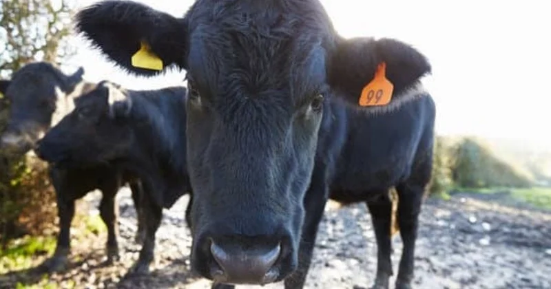 Құрманғазы ауданында екі мыңдай бас ірі қара ауруға шалдыққан