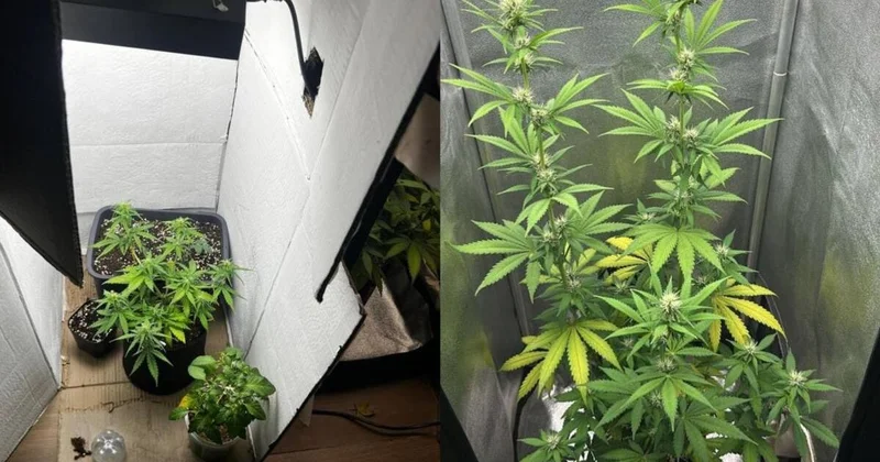 В доме 20 летней казахстанки обнаружили запрещенную оранжерею