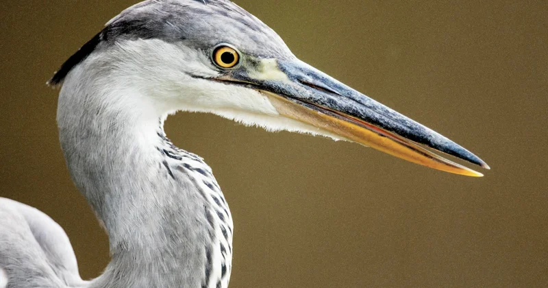 Фотоловушки запечатлели редких пернатых обитателей в Чарынском национальном парке (ВИДЕО)