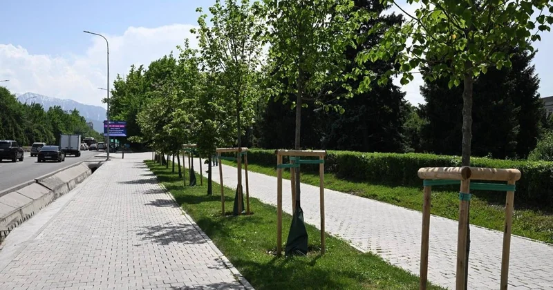 Алматыда 2026 жылы егілетін ағаш пен бұта саны артты