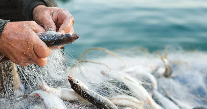 Балық өндірісіне бірізділік қажет