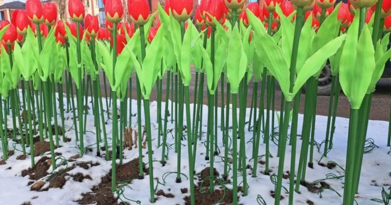 Таразда 10 мың пластик қызғалдақ егілді