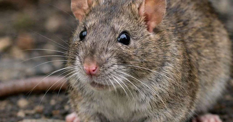 В Европе нашествие суперкрыс