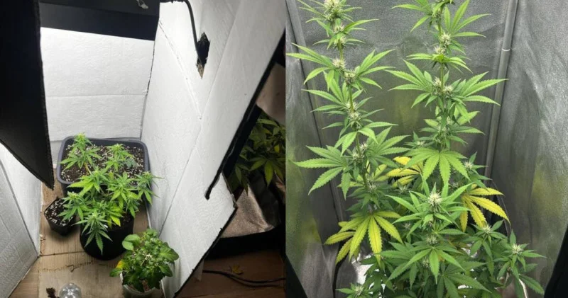 Гүл ғана өсірмеген: 20 жастағы қыз үйінде есірткі зертханасын жасаған