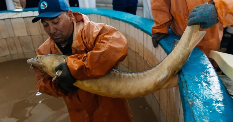 ​Жылына 130 тонна балық: Махамбет ауданында жаңа өндіріс орны ашылады