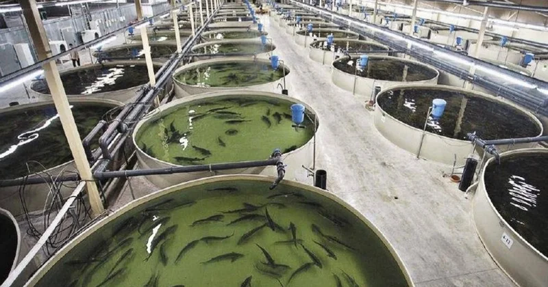 Қазақстанда балық өнімдеріне сырттан тәуелділік 15 пайызға азайды