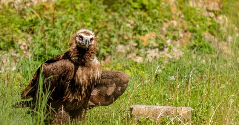 Последний полёт первого: как краснокнижный казахстанский гриф погиб в Индии