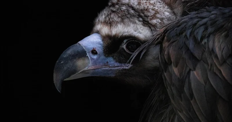 Гриф из Казахстана найден мертвым в Индии