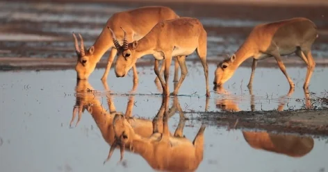 Массовый падеж сайгаков зафиксирован на западе Казахстана