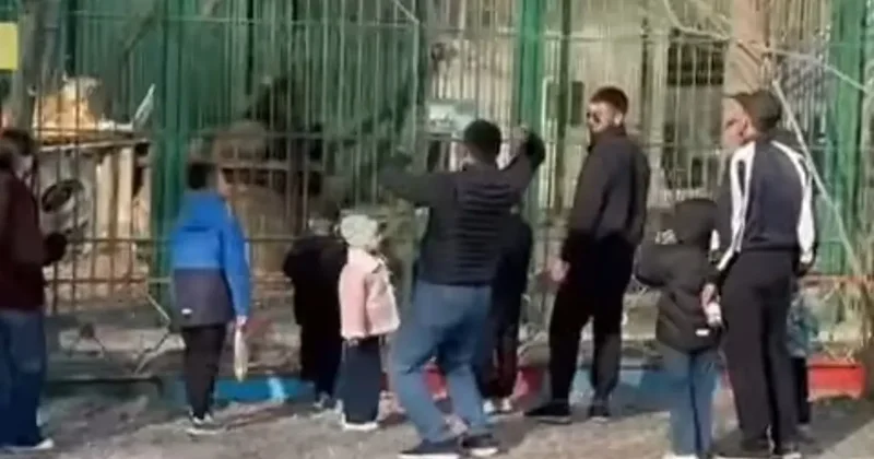 В биоцентре Семея львов забросали камнями, полиция проводит проверку