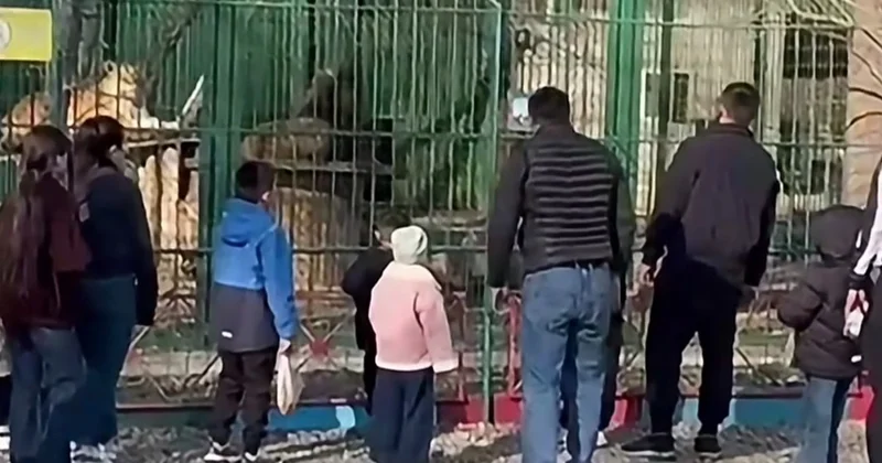 Семейдегі биологиялық орталыққа келгендер арыстандар тұрған қоршауға тас лақтырған