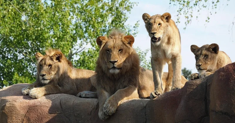 Львов забрасывали камнями на глазах у детей: скандал в Семее