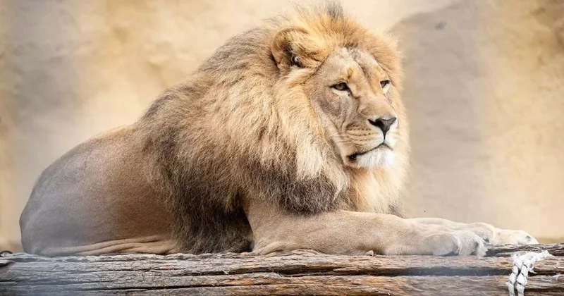 Семейде арыстанға тас лақтырған адамдар іздестіріліп жатыр (ВИДЕО)