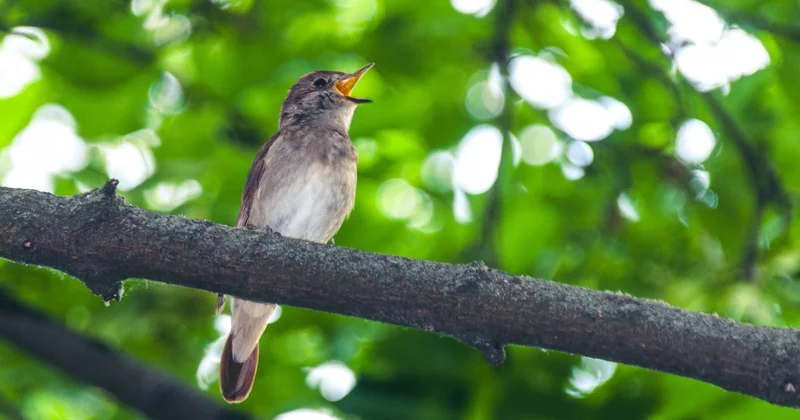Родной лес против джунглей: что лучше успокаивает психику