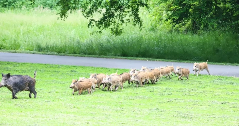 Жабайы қабандар Германия тұрғындарын алаңдатып отыр