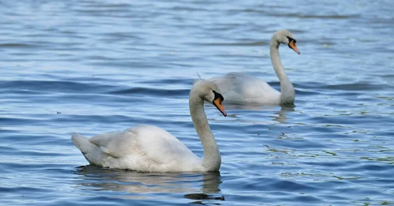 Власти региона отреагировали на сообщения о мертвых лебедях на Каспии