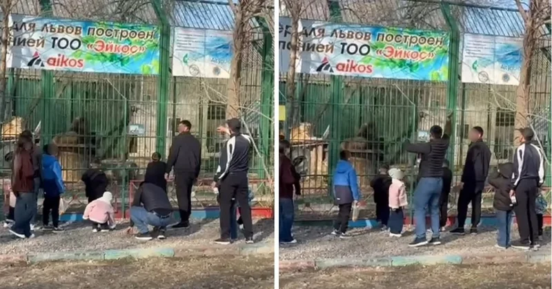 Мужчины на глазах у детей закидали камнями вольер со львами в Семее: полиция начала проверку