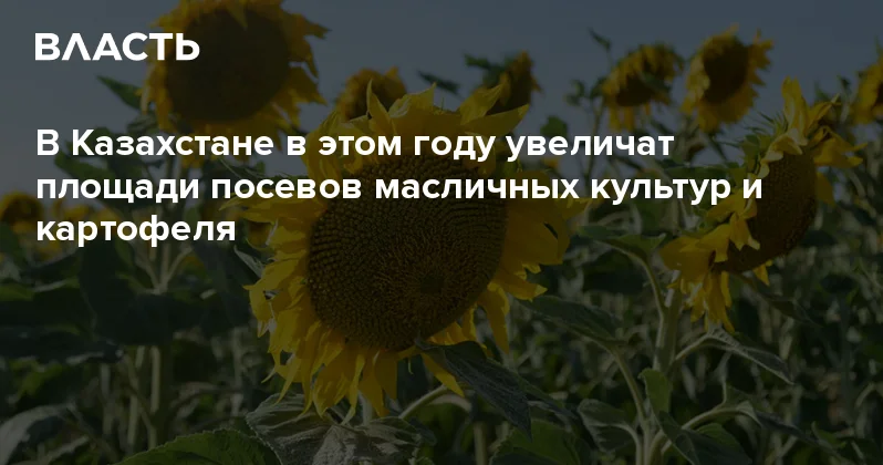 В Казахстане в этом году увеличат площади посевов масличных культур и картофеля Аналитический интернет журнал Власть