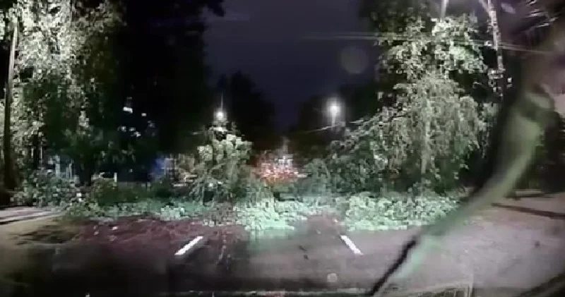 Алматыда келе жатқан көліктердің дәл алдына ағаштың құлаған сәті видеоға түсіп қалды