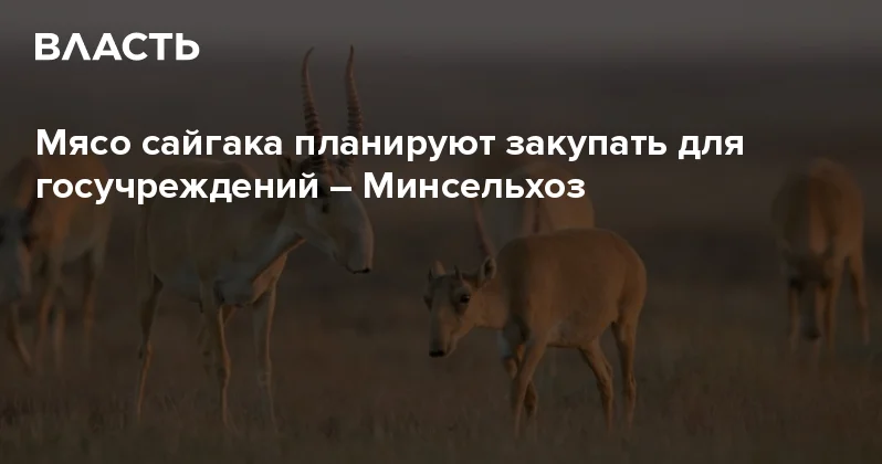 Мясо сайгака планируют закупать для госучреждений Минсельхоз Аналитический интернет журнал Власть