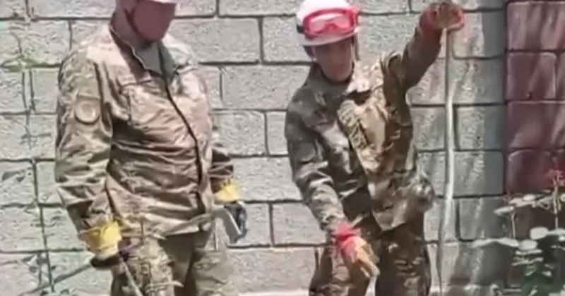 Шымкентте жыландар мен шаяндар қаптап кетті