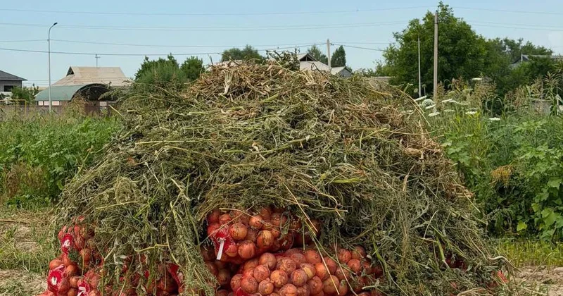 Түркістан облысында пияз жинау науқаны басталды