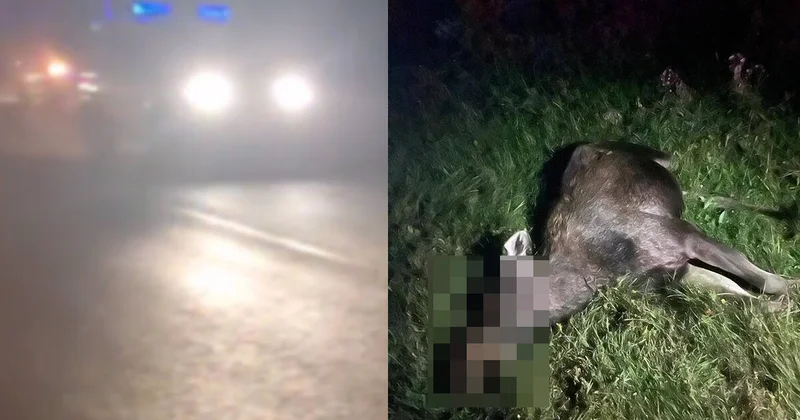 Дикие животные стали жертвами ДТП в СКО