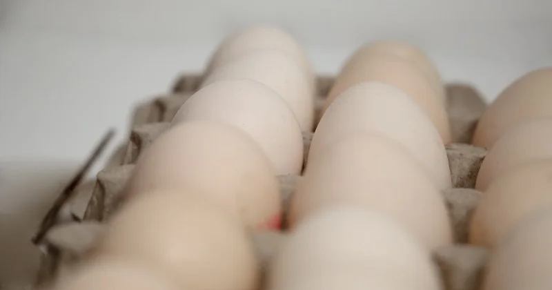В Казахстан не пропустили более 250 тысяч куриных яиц из России