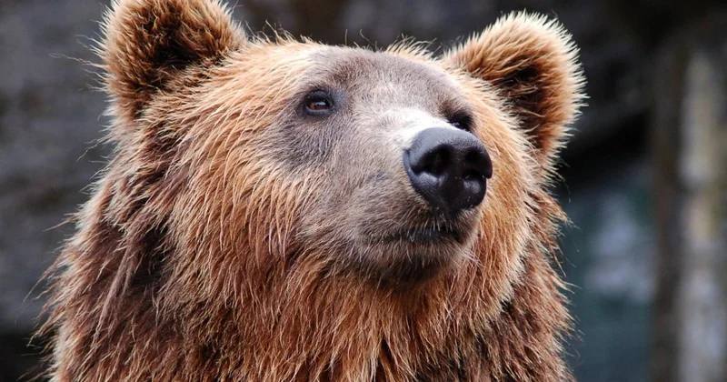 Медведь забрался в магазин, ранил двух пенсионеров и сбежал