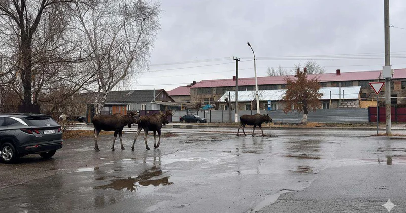 Нашествие диких животных наблюдают в Костанайской области