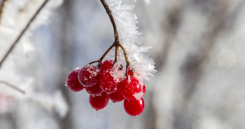 Қазақстанда 20 градусқа дейін аяз түседі