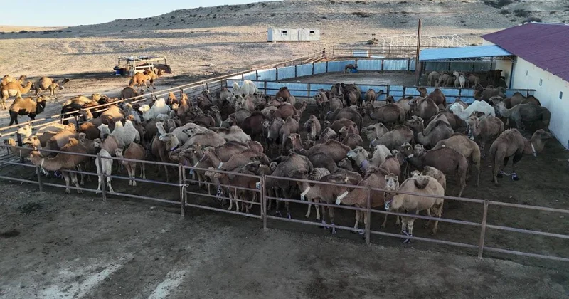 Цех по производству верблюжьего молока открылся в Мангистауской области