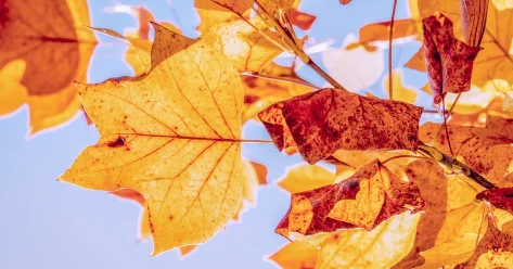 Теплая погода без осадков ожидается на юге Казахстана