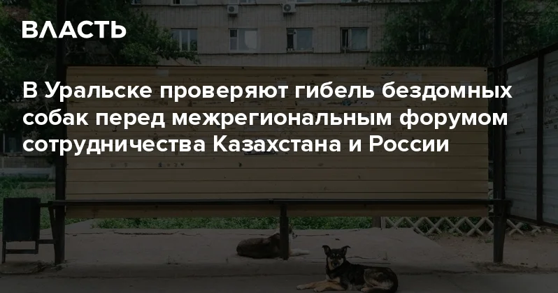 В Уральске проверяют гибель бездомных собак перед межрегиональным форумом сотрудничества Казахстана и России Аналитический интернет журнал Власть