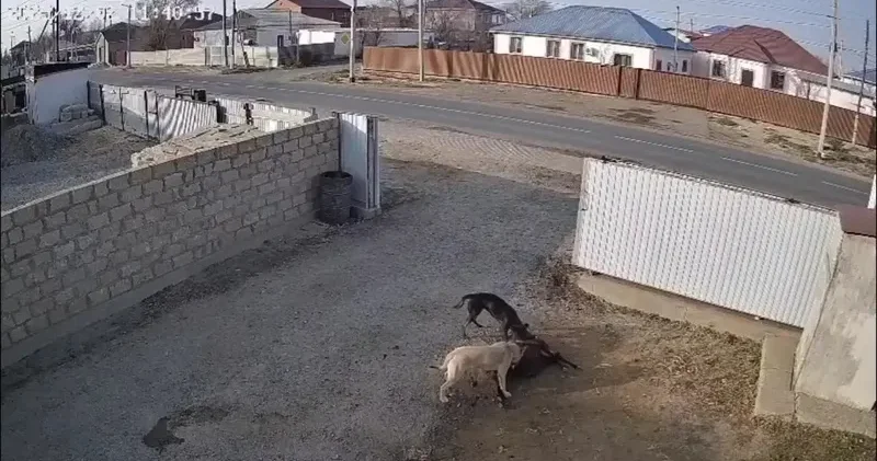Атырауда бұралқы иттер малға шапты
