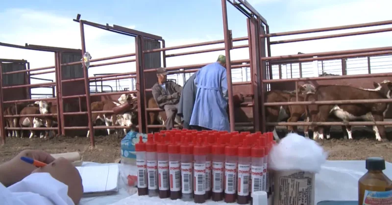 Қазақстанда мал дәрігерінің жалақысы көбеюі мүмкін