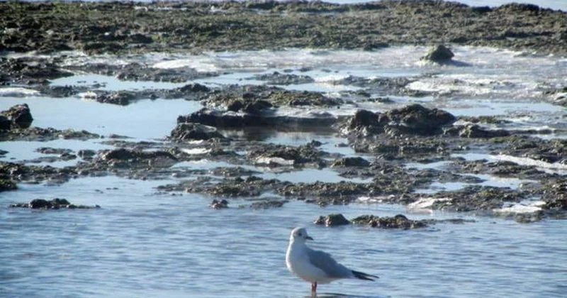 Токаев обратился к мировому сообществу из за обмеления Каспия