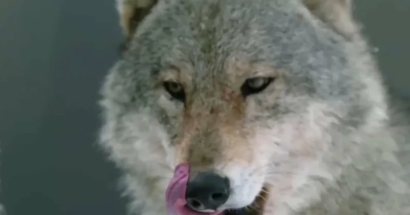 Шығыста қасқыр маза бермей тұр