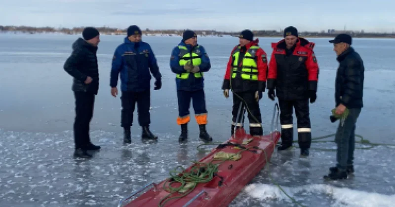 Одинокий лебедь не может улететь на юг: казахстанцы призывают спасти птицу в Караганде
