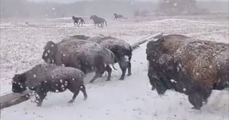 Қазақстанда бизондар видеоға түсірілді