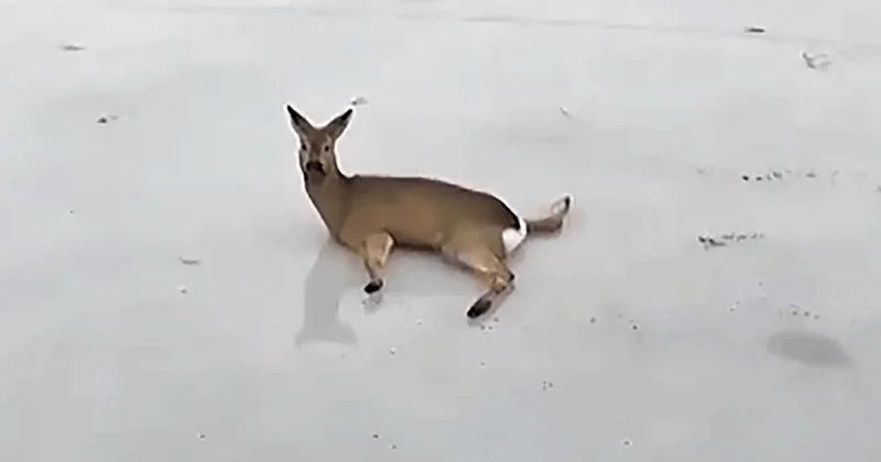 Шекарадағы еліктер қырғыны