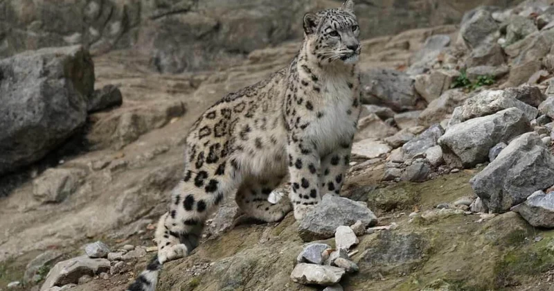 На снежного барса одели ошейник с GPS устройством в Жетысуской области (ВИДЕО)