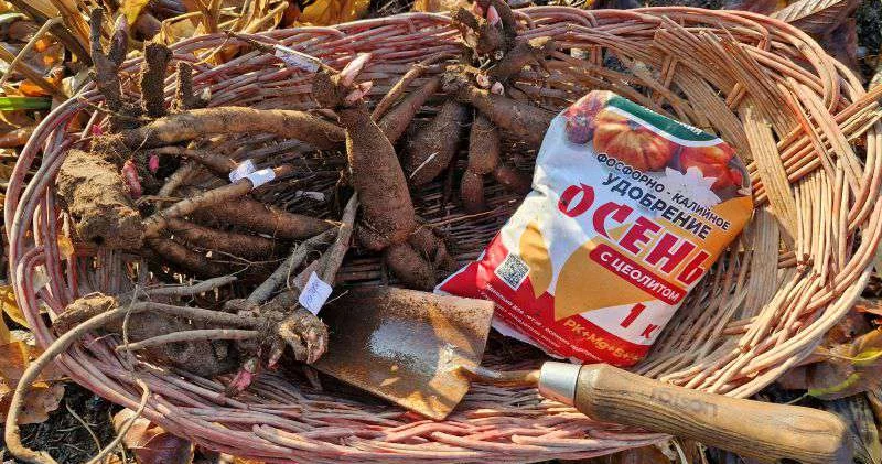 Пионы среди зимы