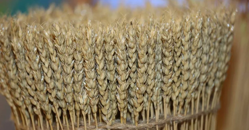 В Китае валовой сбор зерна в 2025 году превысил 714 млн тонн