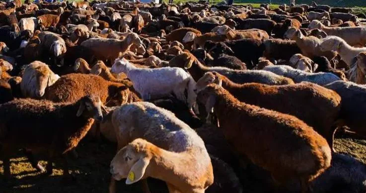 Түркістан облысында мал ұрлығымен айналысқан 19 қылмыстық топ ұсталды