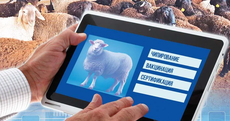 Зоовет внедряет цифру